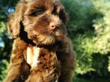 Anne Baba Garantili Maltipoo Bebekler