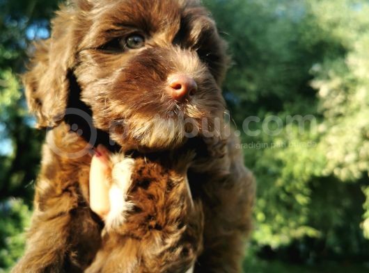 Anne Baba Garantili Maltipoo Bebekler görsel