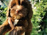 Anne Baba Garantili Maltipoo Bebekler