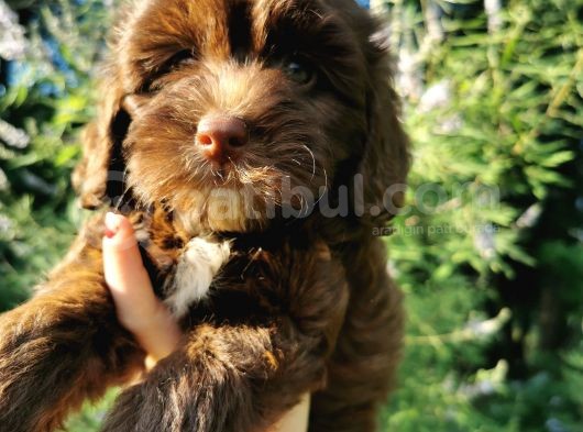 Anne Baba Garantili Maltipoo Bebekler