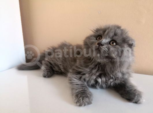 Ev Ortaminda Scoti̇sh Fold Longhai̇r Gri̇ görsel