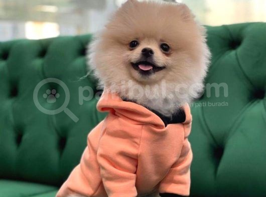 Mükemmel Kalitede Pomeranian görsel