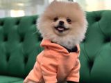 Mükemmel Kalitede Pomeranian