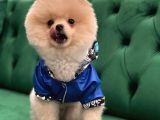 Mükemmel Kalitede Pomeranian