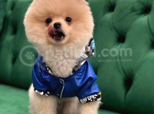 Mükemmel Kalitede Pomeranian görsel