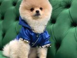Mükemmel Kalitede Pomeranian