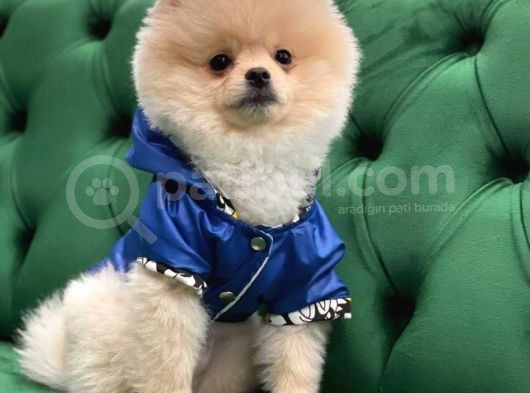 Mükemmel Kalitede Pomeranian görsel