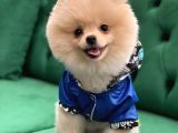 Mükemmel Kalitede Pomeranian