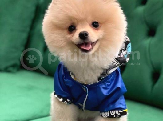 Mükemmel Kalitede Pomeranian görsel