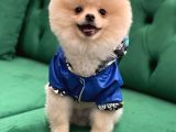 Mükemmel Kalitede Pomeranian