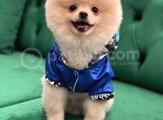Mükemmel Kalitede Pomeranian görsel