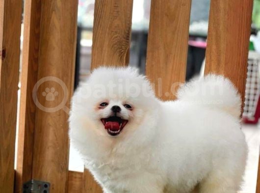 5 Aylık Puppy Card'lı