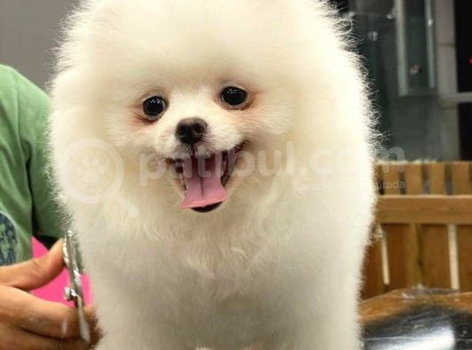 5 Aylık Puppy Card