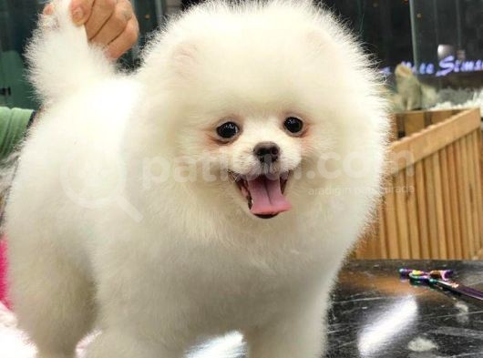 5 Aylık Puppy Card