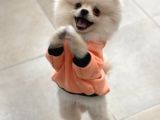 Mükemmel Kalitede Pomeranian