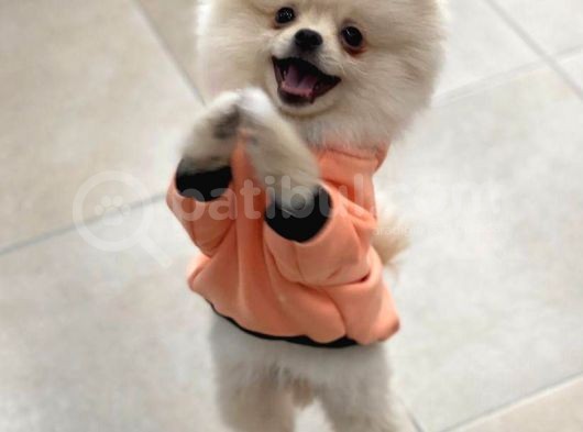 Mükemmel Kalitede Pomeranian