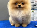 3.5 Aylık Pomeranian Yavrumuz