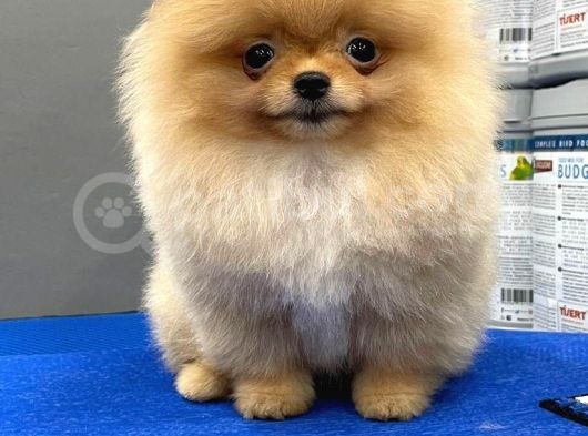 3.5 Aylık Pomeranian Yavrumuz görsel