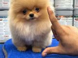 3.5 Aylık Pomeranian Yavrumuz