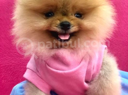 3.5 Aylık Pomeranian Yavrumuz
