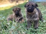 Mükemmel Kalitede Alman Kurdu Yavrularımız