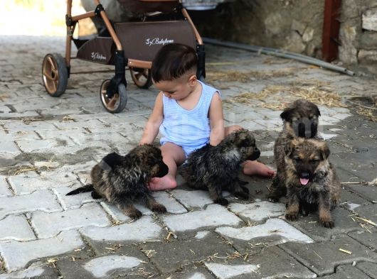 Mükemmel Kalitede Alman Kurdu Yavrularımız görsel