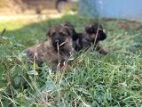 Mükemmel Kalitede Alman Kurdu Yavrularımız