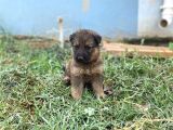 Mükemmel Kalitede Alman Kurdu Yavrularımız