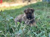 Mükemmel Kalitede Alman Kurdu Yavrularımız