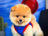 Ayı Surat Pomeranian Boo Yavrularımız