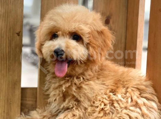 Sevi̇mli̇ Toy Poodle Bebekler görsel