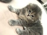 Kırık Kulak Chinchilla