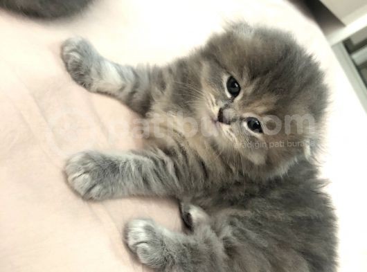 Kırık Kulak Chinchilla