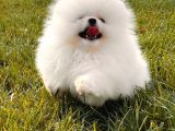 Kar Beyaz Pomerani̇an Boo