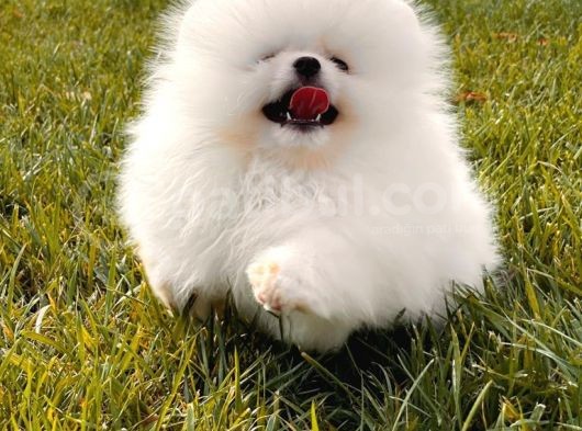 Kar Beyaz Pomerani̇an Boo görsel