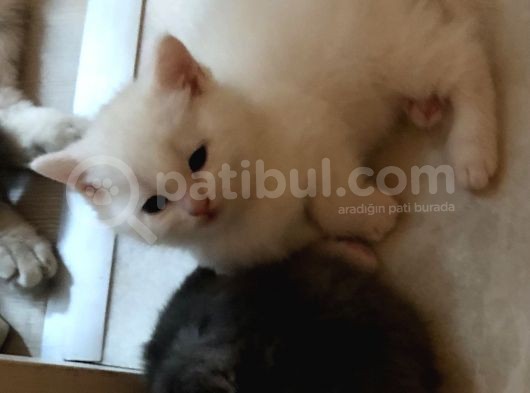 Beyaz Prens görsel