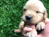 Golden Baby Face