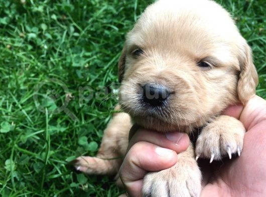 Golden Baby Face görsel