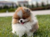 Teddy Bear Pomerani̇an Boo Bebekler