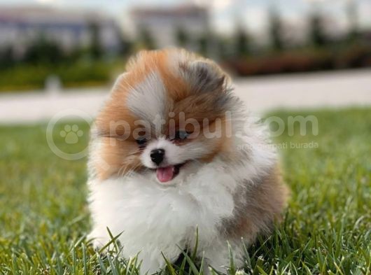 Teddy Bear Pomerani̇an Boo Bebekler görsel