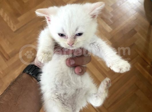 2 Aylık Son Beyaz Brıtish Son Yavrumuz görsel