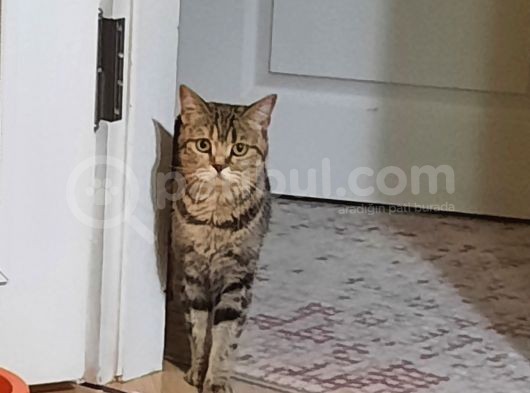 Scotish Straight Dişi 2 Yaşında Kısır Değil 5 Kg Kum Karşılığında Verilecek