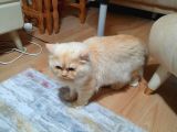 British Longhair Cinsi Erkek 1 Yaşında