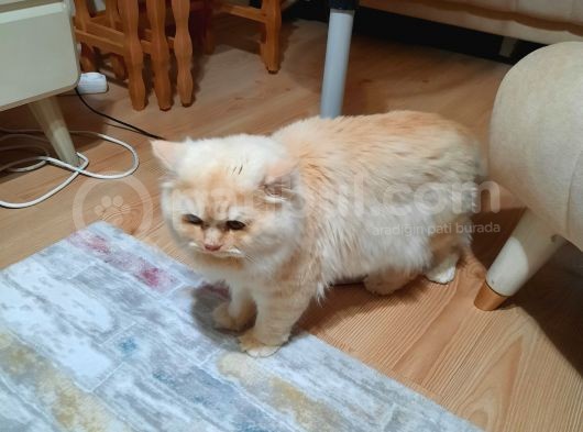 British Longhair Cinsi Erkek 1 Yaşında görsel