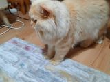 British Longhair Cinsi Erkek 1 Yaşında