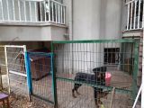 Acil 1 Yaşındaki Oğlumuza Yuva Arıyoruz