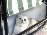 Son Iki Erkek Bebek Kendi Kedilerim