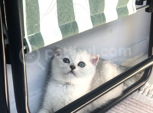 Son Iki Erkek Bebek Kendi Kedilerim