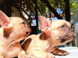 Cikolota Blue Fawn Fransız Bulldog