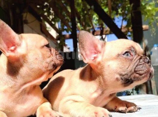 Cikolota Blue Fawn Fransız Bulldog görsel